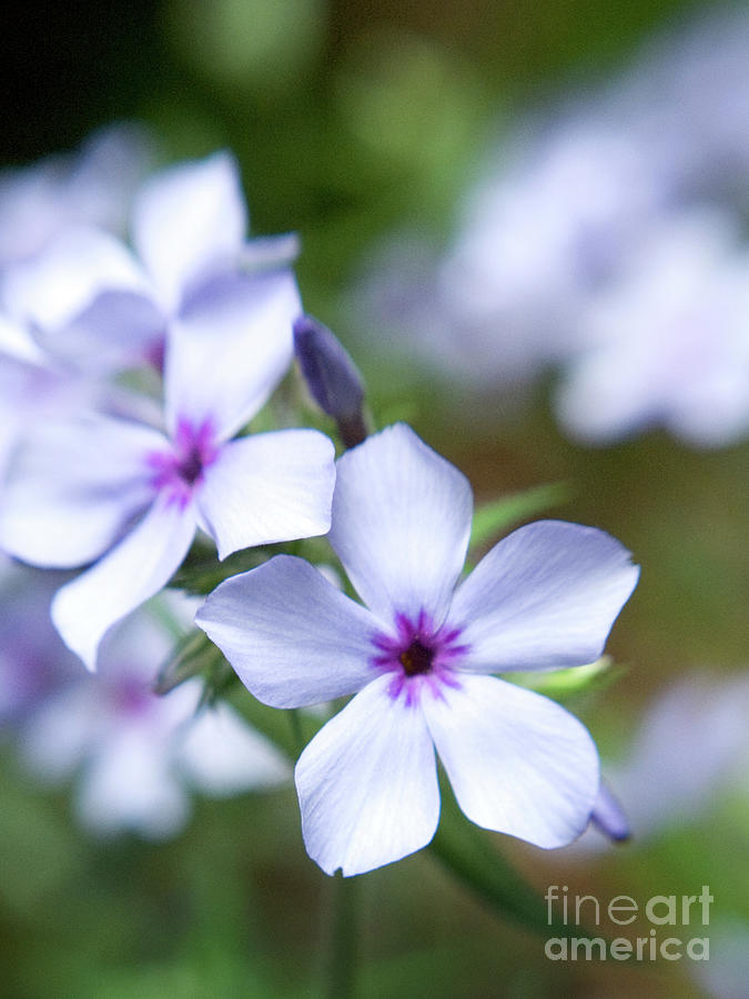 Chattahoochie Phlox Flowers 3 Photograph by Dorothy Lee