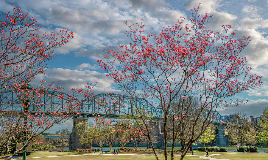 Chattanooga Spring Photograph by Marcy Wielfaert