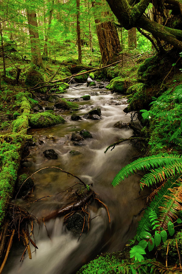 Chattering Softly In The Deep Green Photograph by Jeff Swan - Fine Art ...