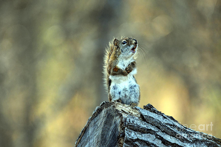 Chattering Squirrel a Little Rough Looking Photograph by GW King Fine