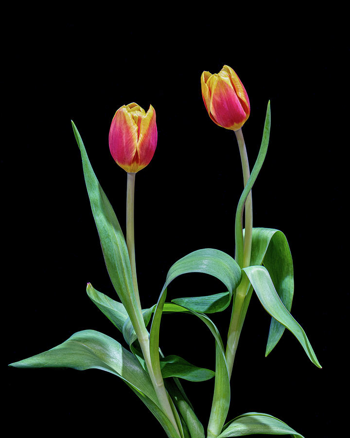 Chatty Tulips Photograph by Sandi Kroll