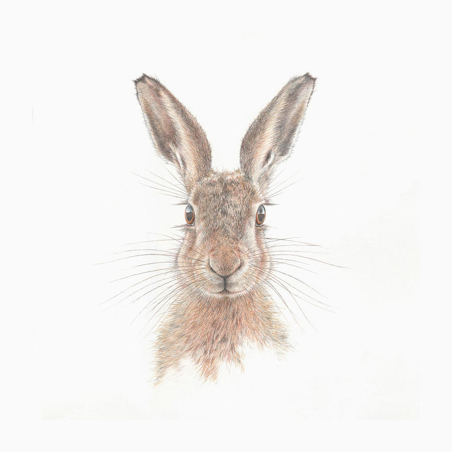 Hare Drawing - Chaz by Mark Langley Hare Drawing - Chaz by Mark Langley