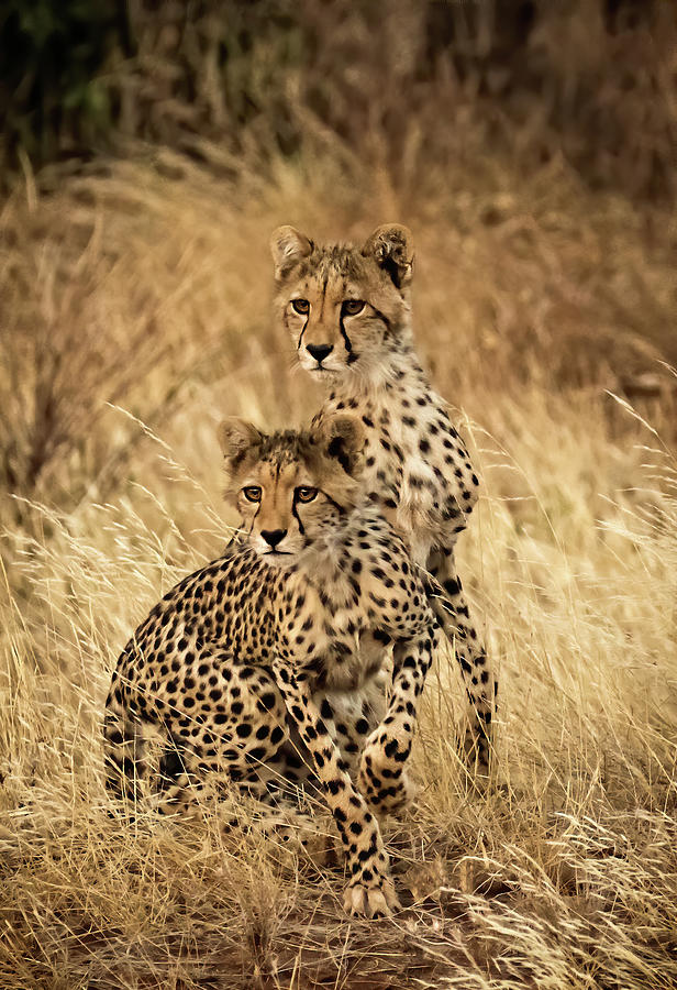 Cheetah Photograph - Check It Out by Jody Merritt