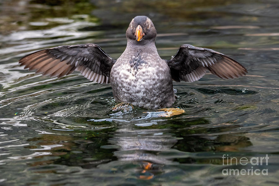 Puffin Photograph - Check my Wings by Michael Dawson