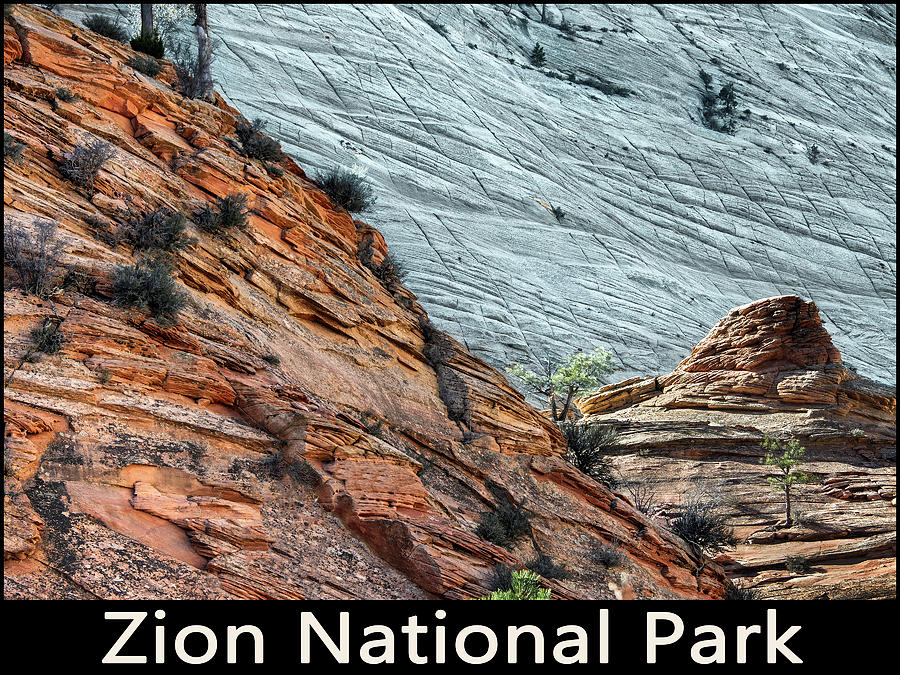 Checkerboard geologic features at Zion National Park Photograph by Phil Cardamone