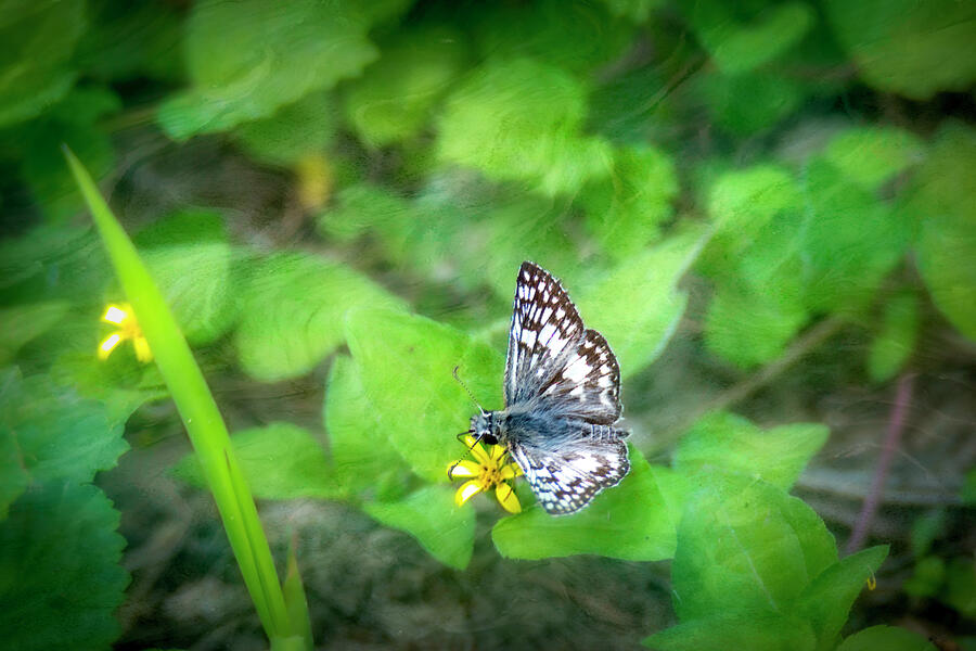 Checkered Skipper Photograph by Debra Martz Checkered Skipper Photograph by Debra Martz