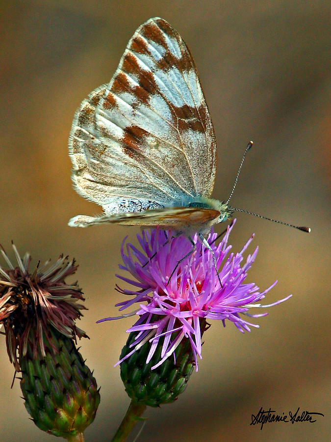 Checkered White on Thistle Photograph by Stephanie Salter