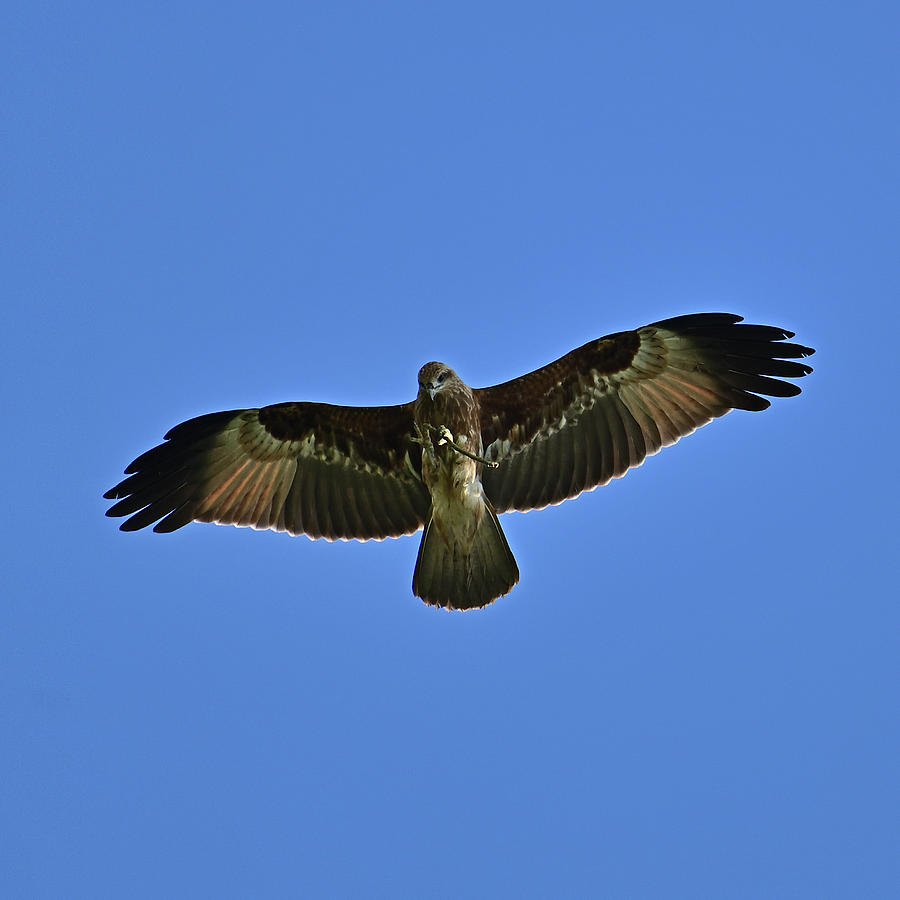 Checking My Stick - Hawk In Flight Photograph