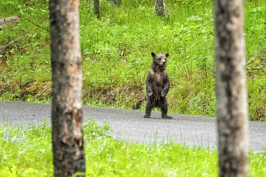 Checking Out the Bear Paparazzi - Grizzly 399s Cub  Photograph by Belinda Greb