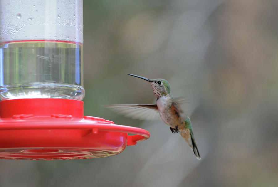 Checking Out the Feeder-Hummingbird, Northern Colorado Photograph by Richard Porter
