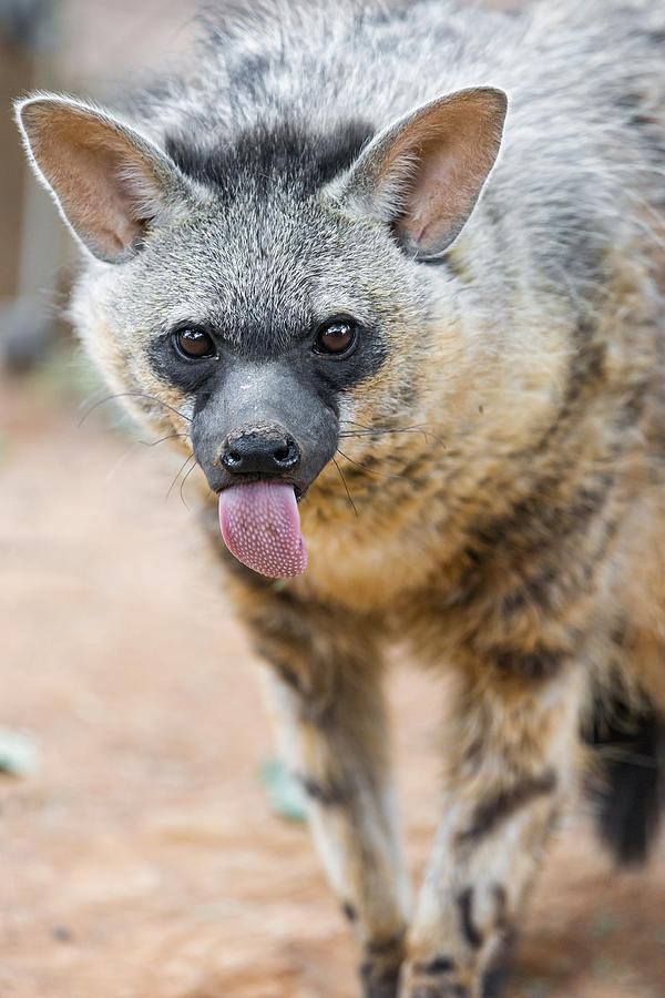 Cheeky aardwolf Photograph by Picture by Tambako the Jaguar