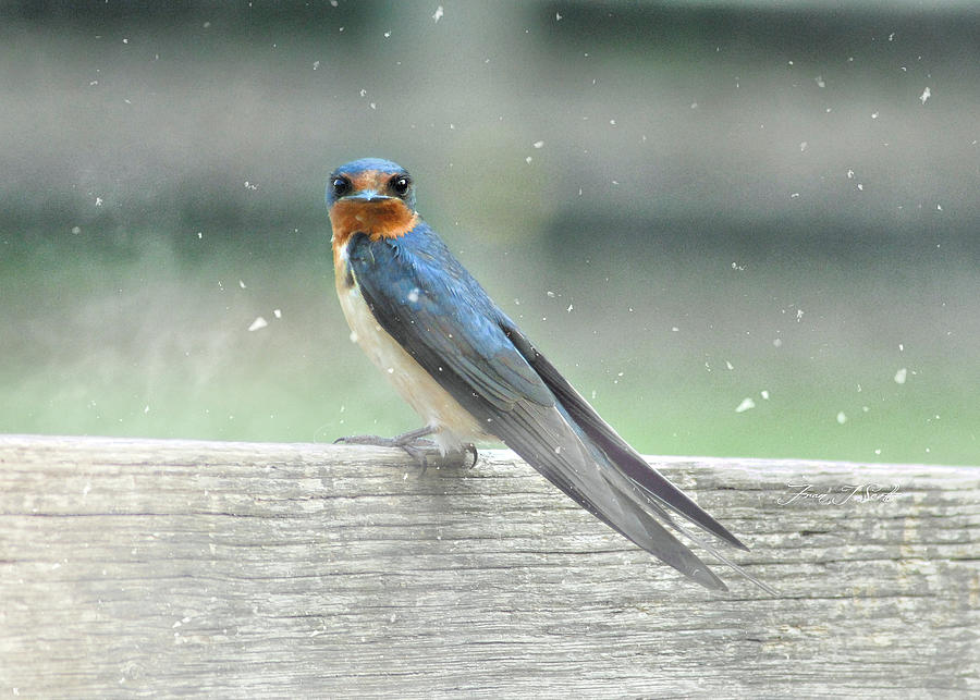 Bird Photograph - Cheeky Barn swallow by Fran J Scott