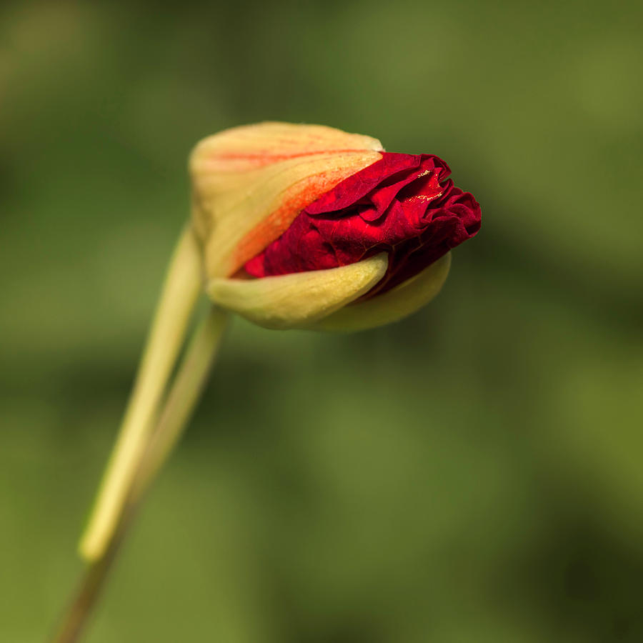 Summer Photograph - Cheeky Geranium Bud by AS MemoriesLiveOn