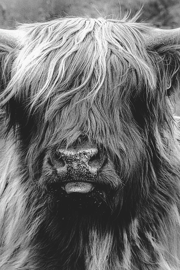 Cheeky Highland Cow Photograph by Neil Verner | Fine Art America