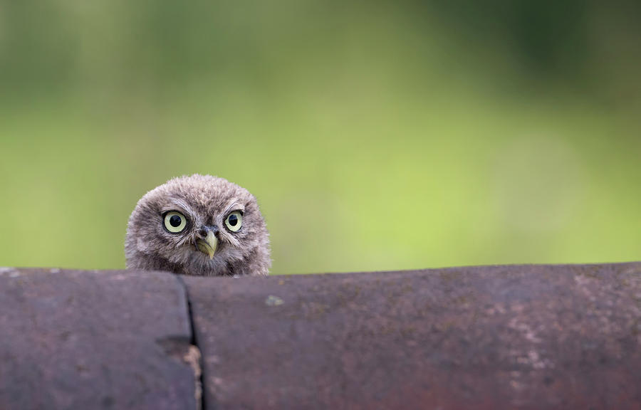 Cheeky Little Owlet Photograph by Pete Walkden