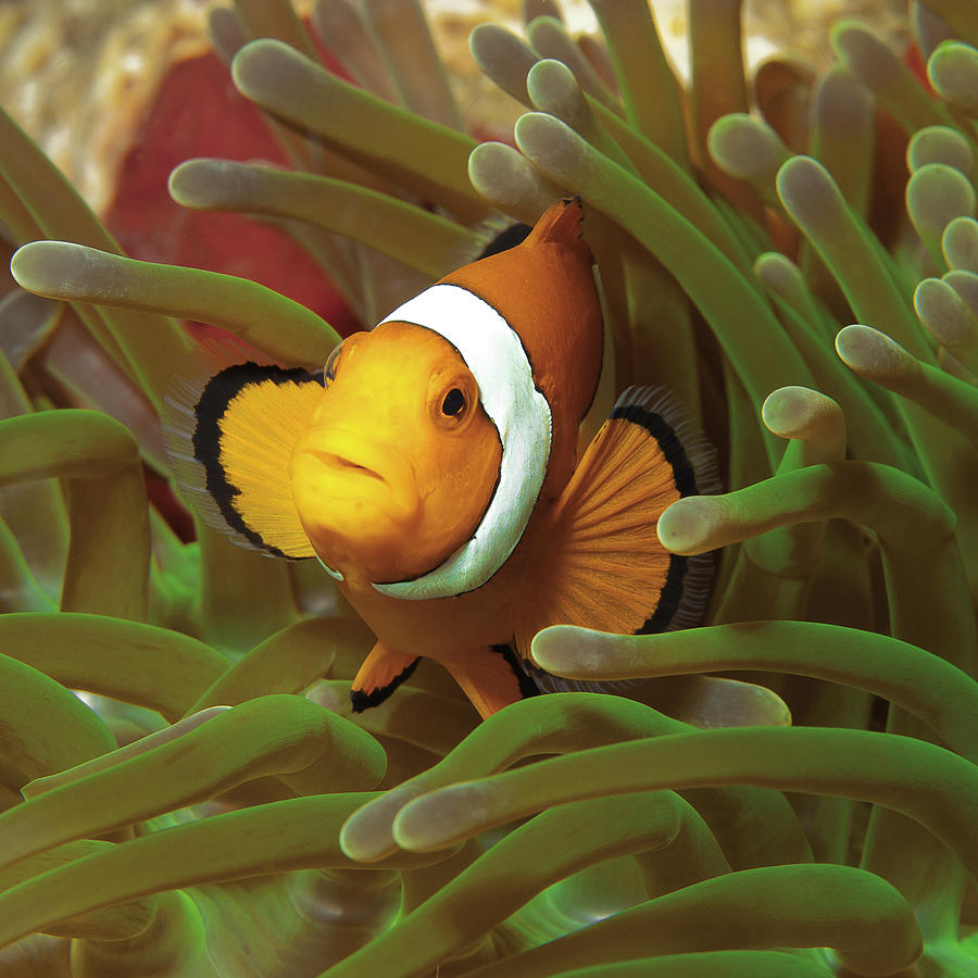 Cheeky Nemo - Anemonefish - Photograph by Ute Niemann