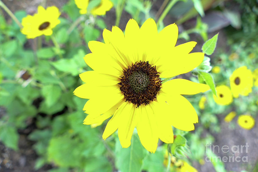 Cheerful bright yellow sunflower Photograph by Bentley Davis