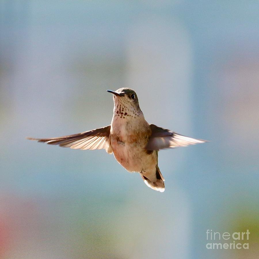 Cheerful Hummingbird In Flight Square Photograph