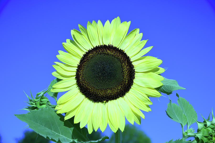 Cheerful Sunflower Photograph