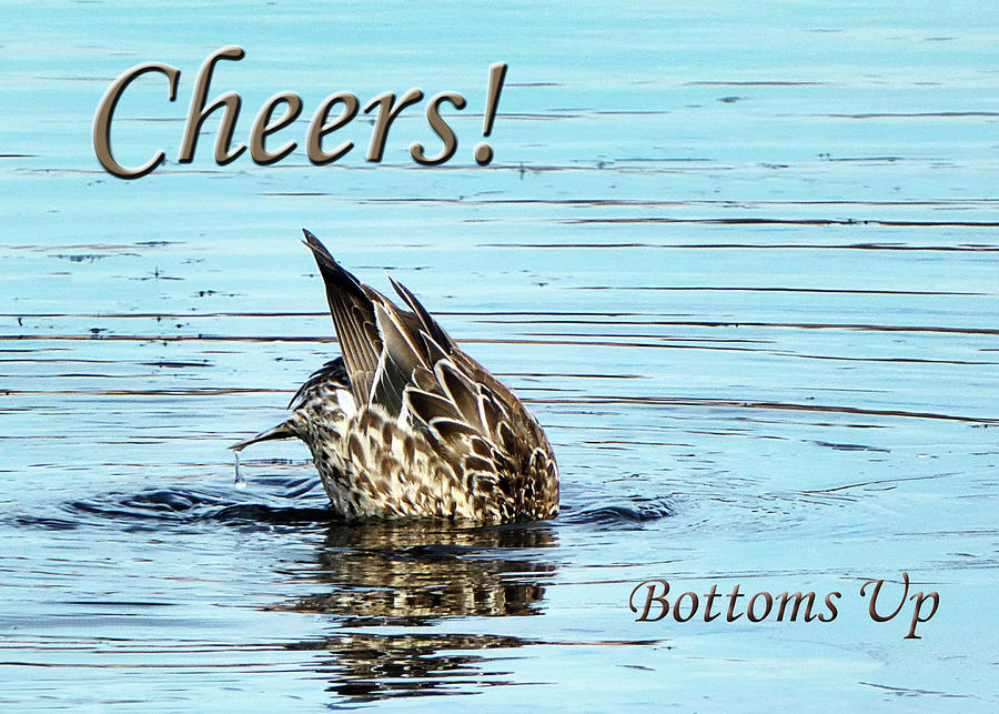 Cheers - Bottoms Up - Duck Photograph by Nikolyn McDonald