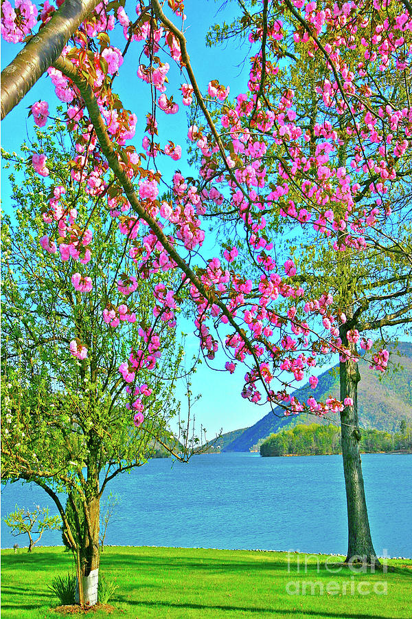 Cheery Blossom Trees, Smith Mountain Lake Gap Photograph by The James Roney Collection