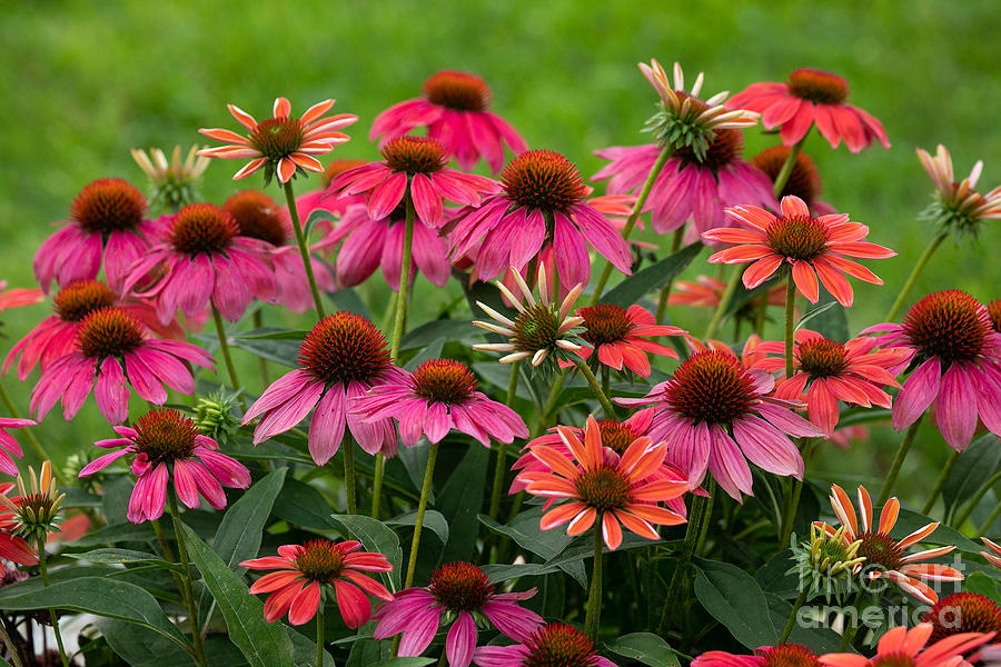 Cheery Coneflowers Photograph by Jan Day