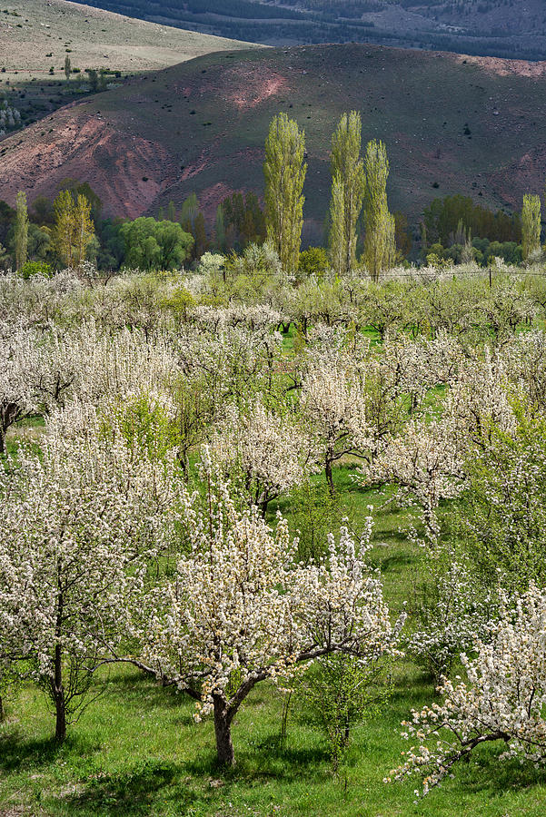 Cheery trees blossoming at springtime, southern Turkey Photograph by Izzet Keribar