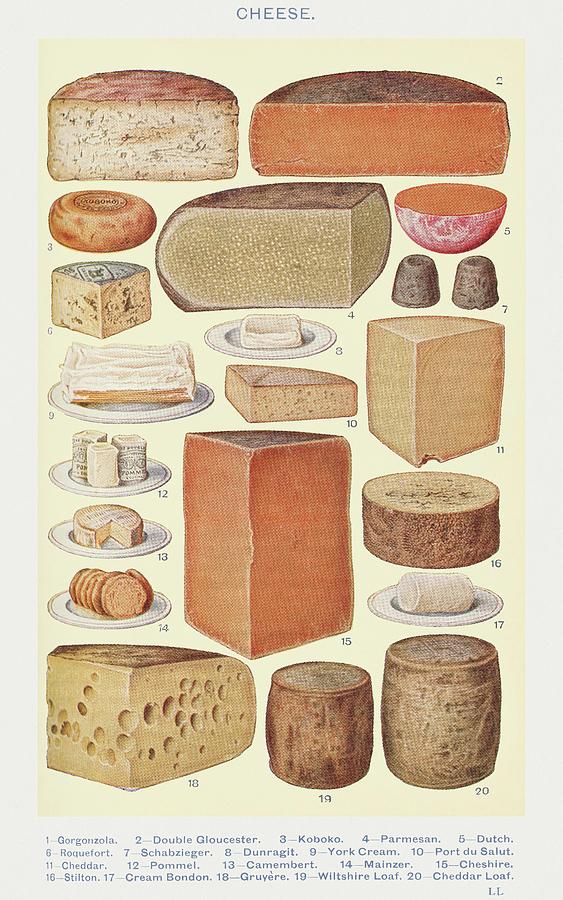 Vintage Drawing - Cheeses by Mrs Beeton