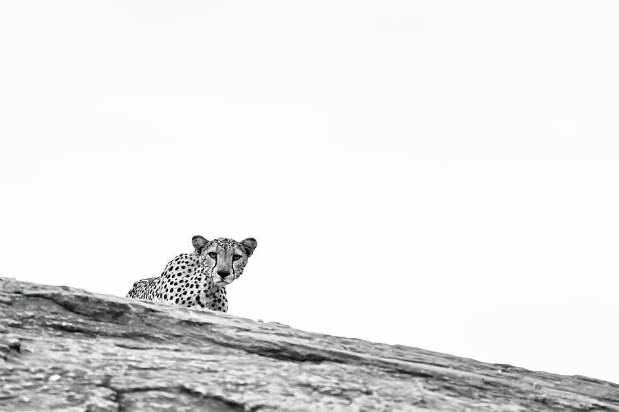 Cheetah #1 Photograph by Ewa Jermakowicz