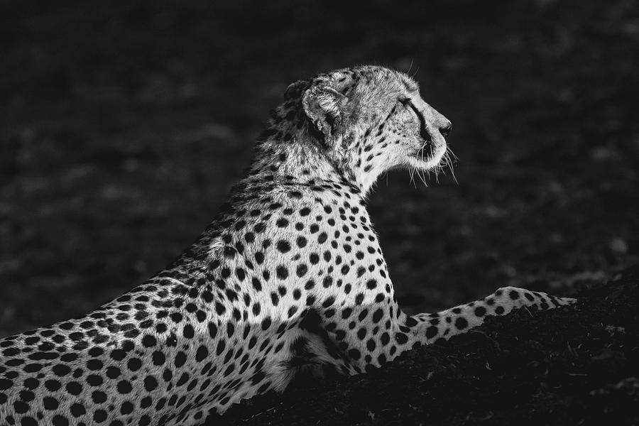 Cheetah #10 Photograph by Ewa Jermakowicz