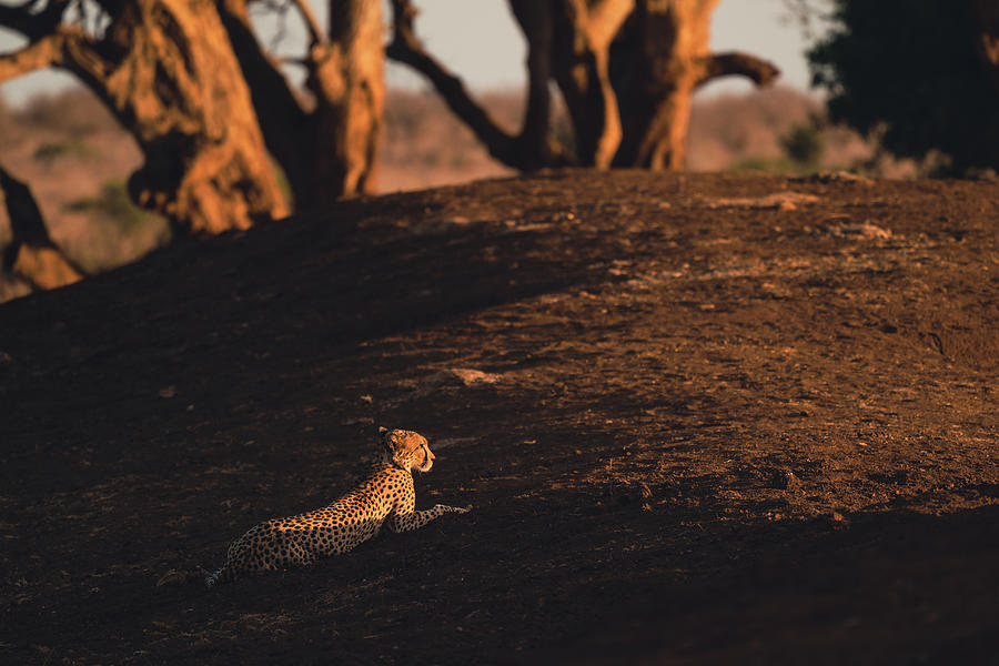 Cheetah #11 Photograph by Ewa Jermakowicz