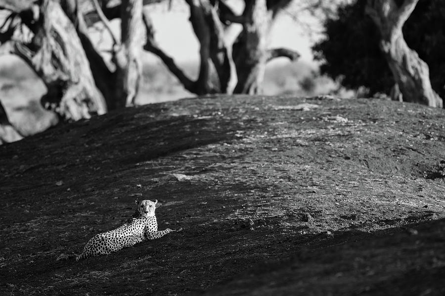 Cheetah #12 Photograph by Ewa Jermakowicz