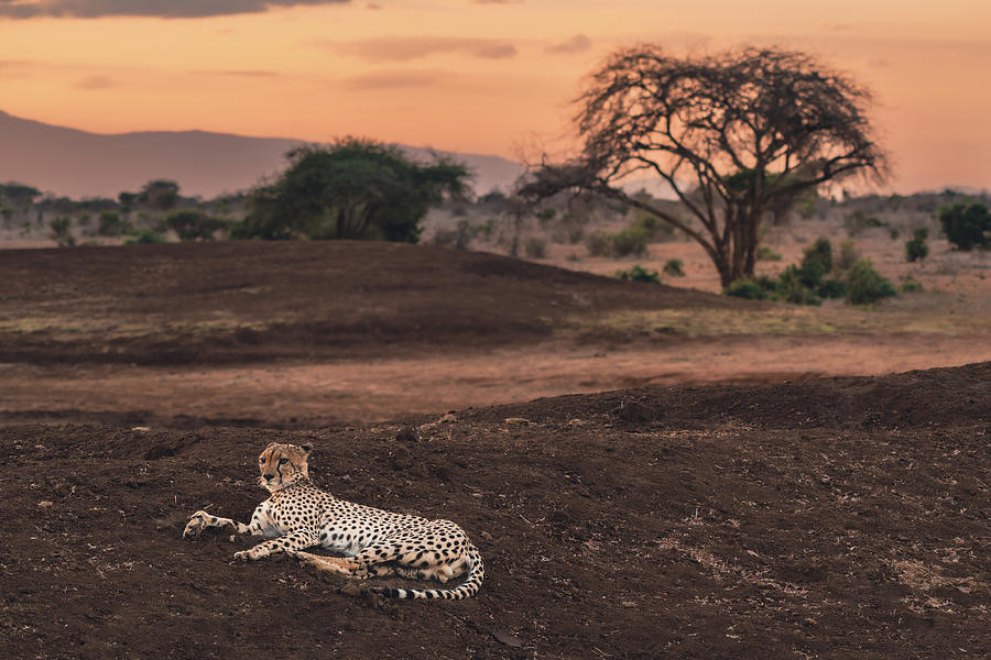 Cheetah #13 Photograph by Ewa Jermakowicz