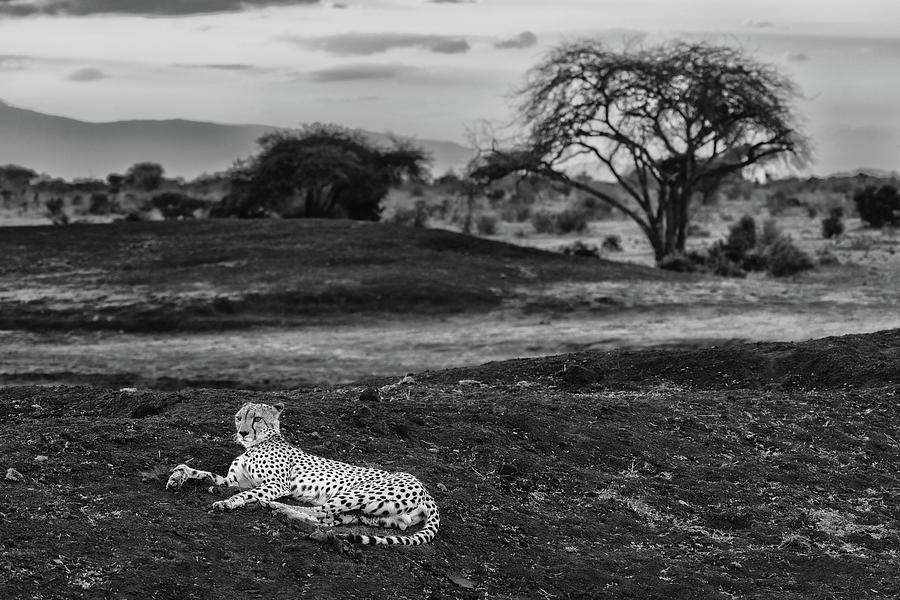 Cheetah #14 Photograph by Ewa Jermakowicz