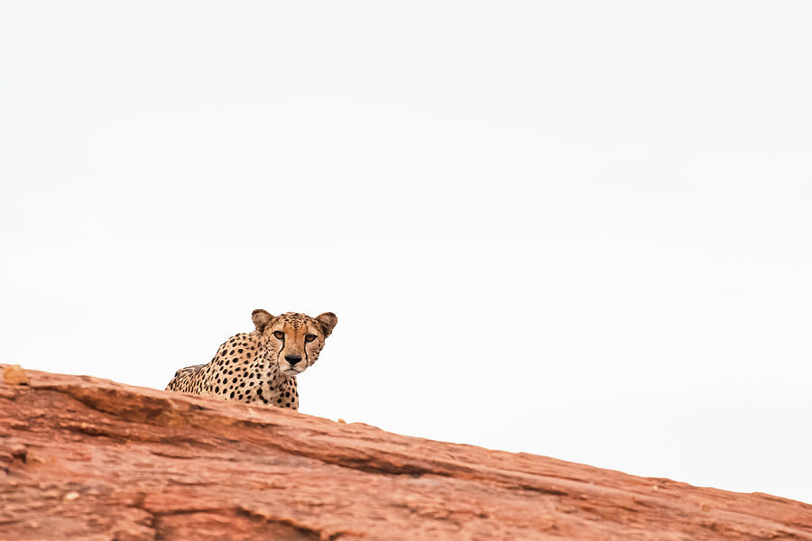 Cheetah #2 Photograph by Ewa Jermakowicz
