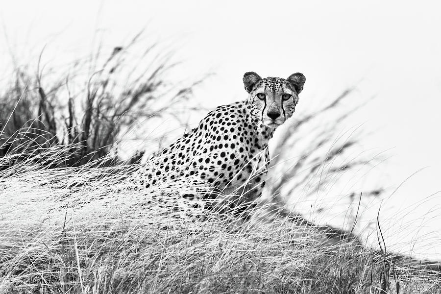 Cheetah #4 Photograph by Ewa Jermakowicz