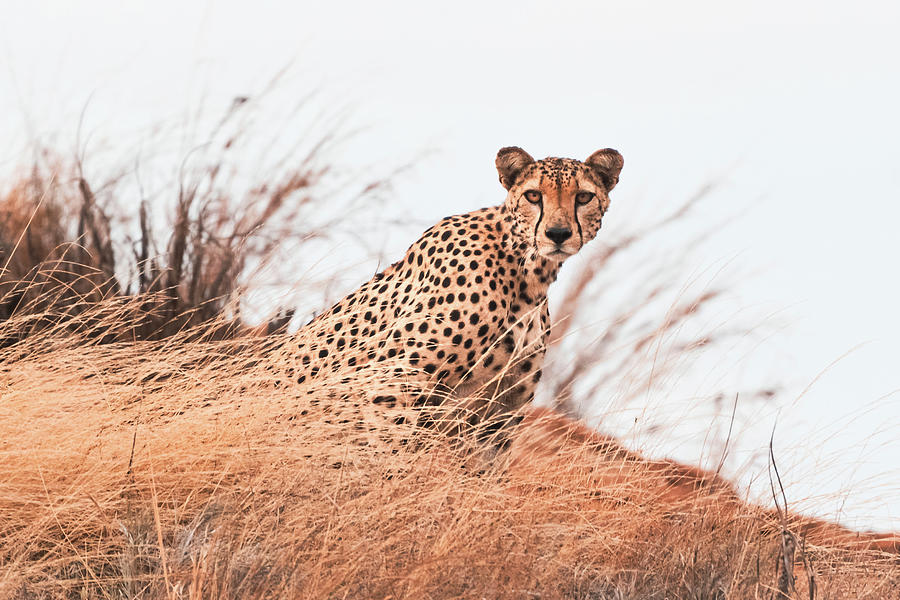 Cheetah #5 Photograph by Ewa Jermakowicz