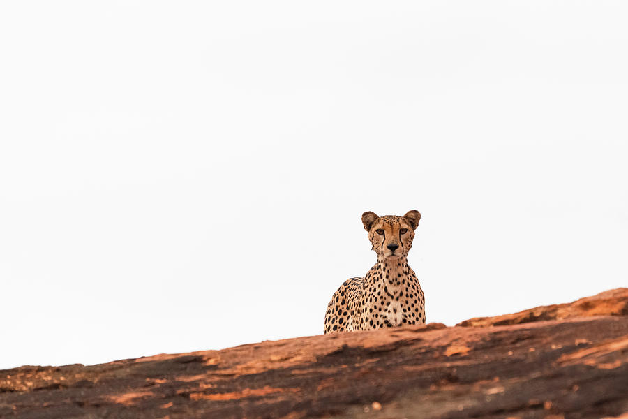 Cheetah #6 Photograph by Ewa Jermakowicz