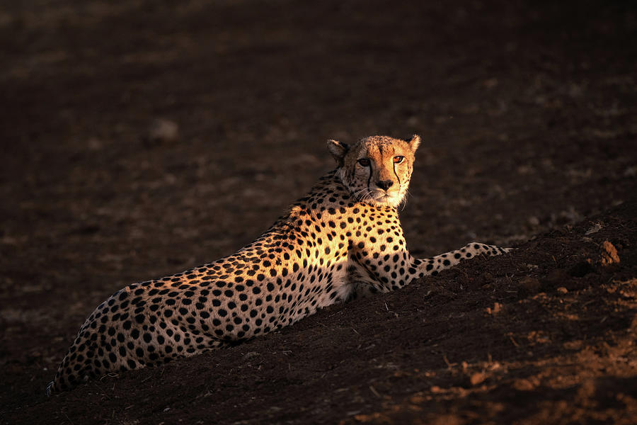 Cheetah #7 Photograph by Ewa Jermakowicz