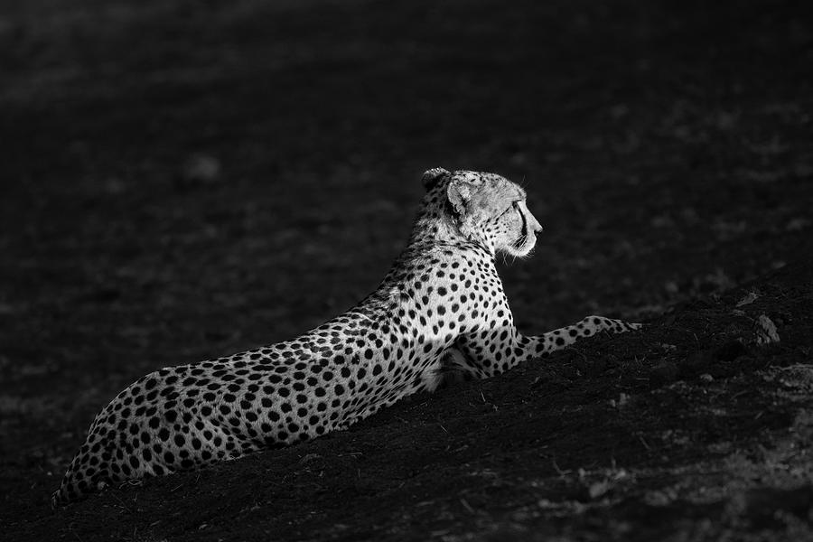 Cheetah #8 Photograph by Ewa Jermakowicz