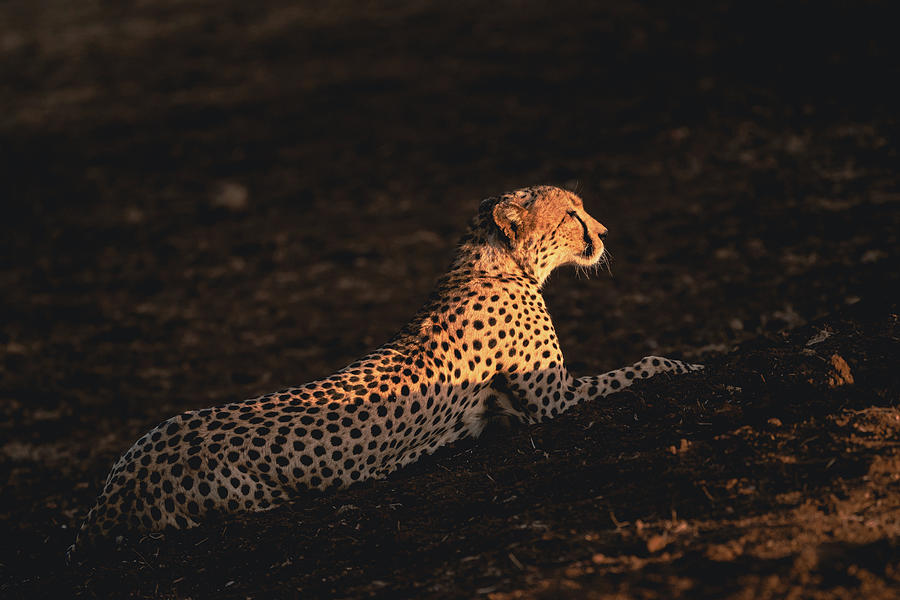 Cheetah #9 Photograph by Ewa Jermakowicz