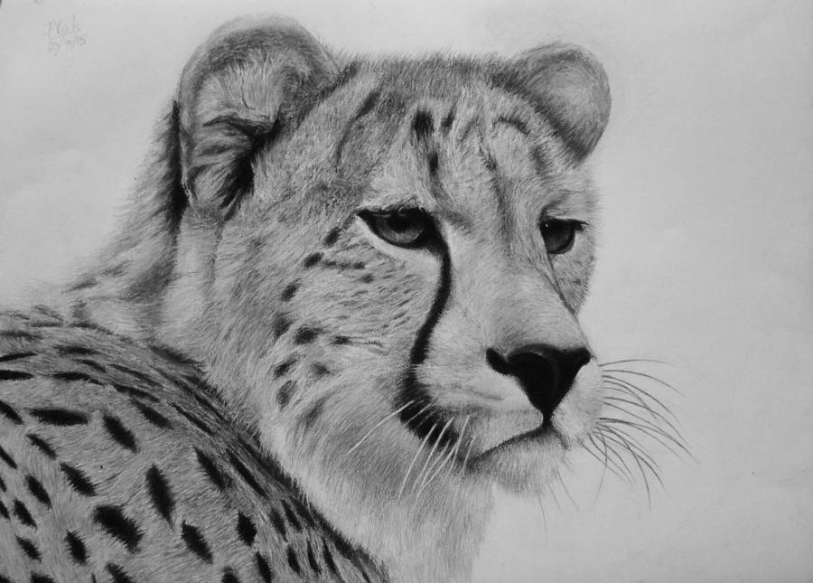 Cheetah - a cautious stare Drawing by Vishvesh Tadsare | Fine Art America