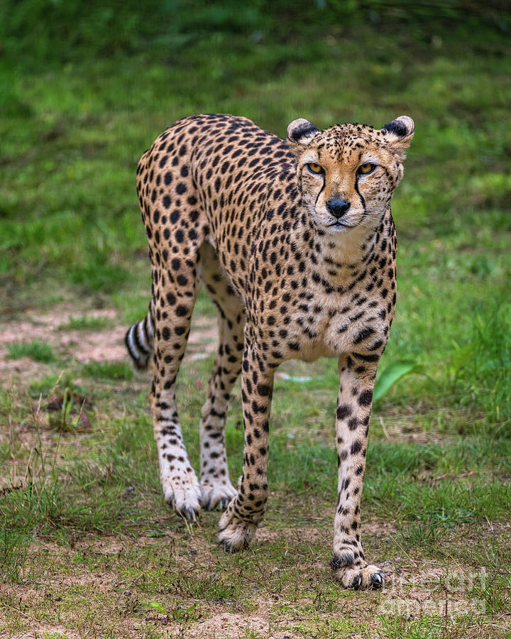 Cheetah Photograph by Adrian Evans
