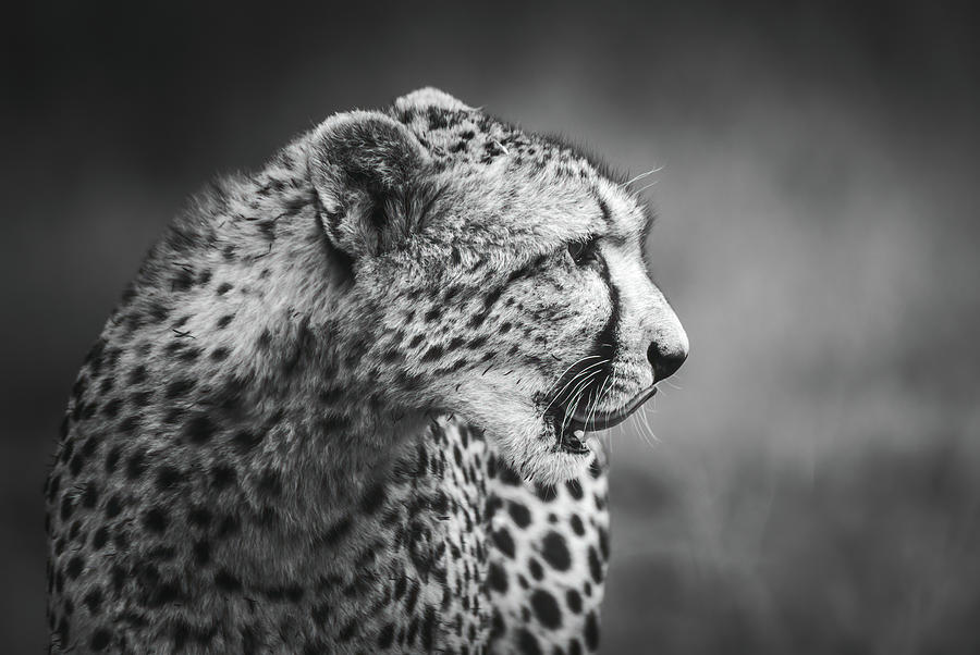 Cheetah After Dinner Lick Photograph by Keith Carey
