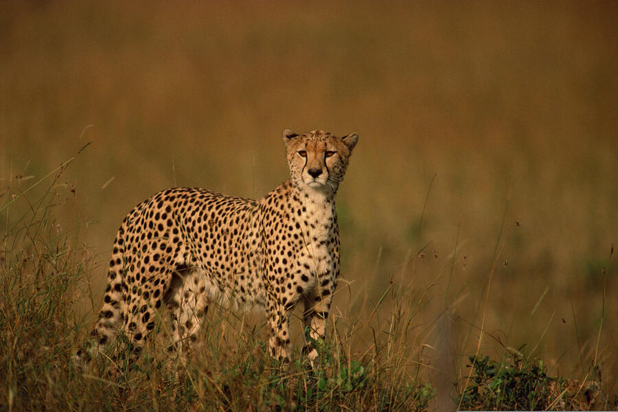 Cheetah alert in grasslands , Kenya , Africa Photograph by Comstock Images