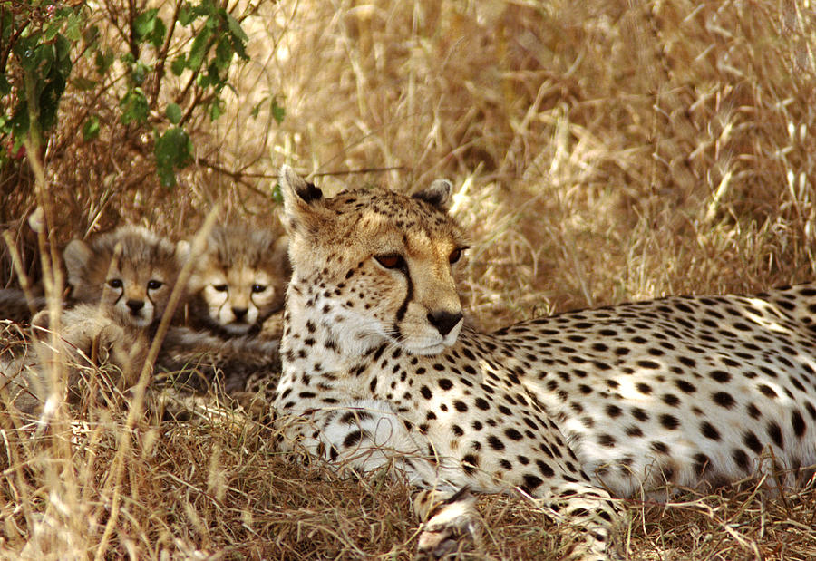 Cheetah and Cubs on Safari Photograph by Bonnie Colgan