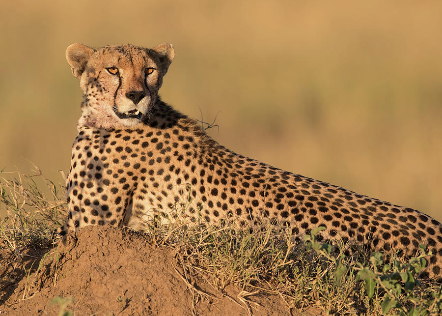 Cheetah at Rest Photograph by Max Waugh
