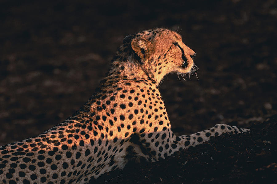 Cheetah at Sunset #1 Photograph by Ewa Jermakowicz