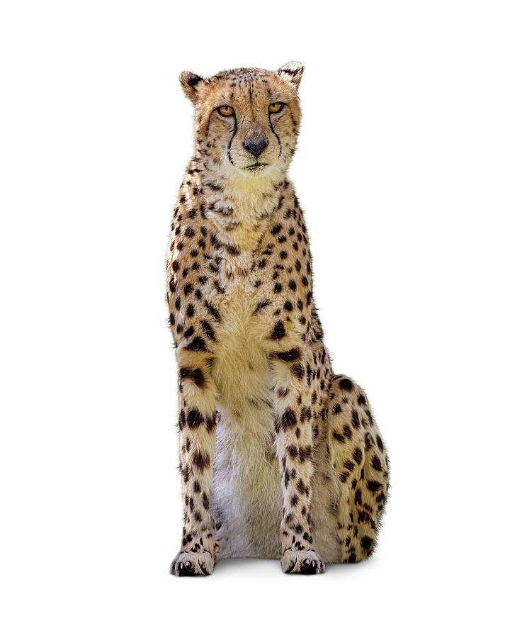 Wildlife Photograph - Cheetah Big Cat Sitting Facing Looking Forward by Good Focused