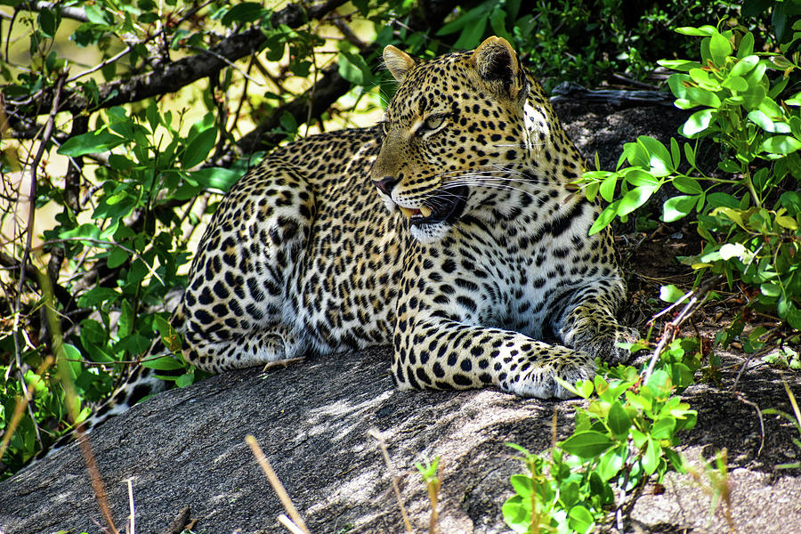 Rock Leopard Photograph by Moodie Shots